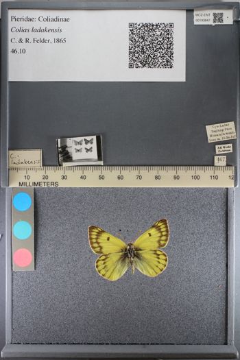 Media type: image;   Entomology 193847